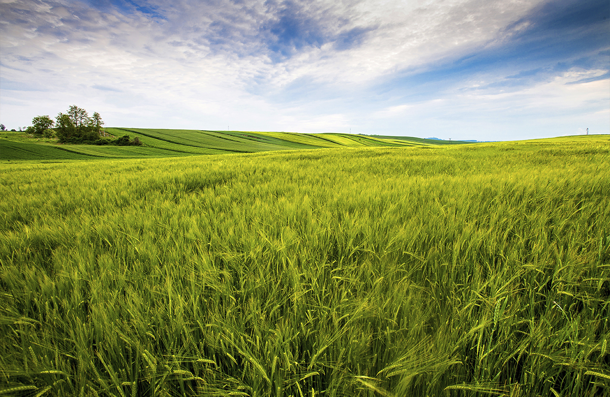 Kaba Yem Üretim ve Ticareti